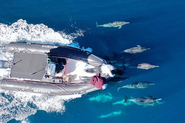 Dolphin Family Coming to say hi 